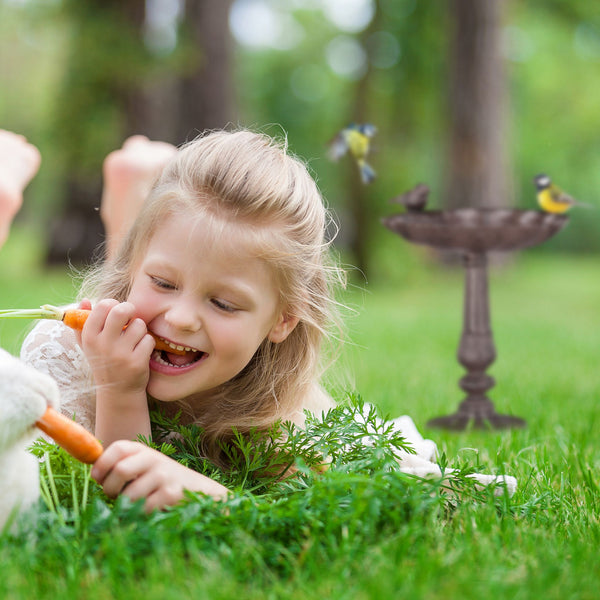 Bain d'oiseau sur poteau