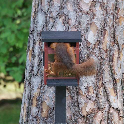 Eekhoornvoederhuis Rood met Uitloop – Larikshout | Wildlife Garden