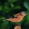 Vogelbeeldje Vink – Handgesneden Houten Decoratievogel | DecoBird Wildlife Garden – foto 4
