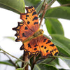 Decoratief Vlinderbeeldje Gehakkelde Aurelia – Houten Tuindecoratie | Wildlife Garden