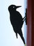 Vogelsilhouet Bonte Specht – Metalen Tuindecoratie voor Schutting & Balkon | Wildlife Garden – foto 2