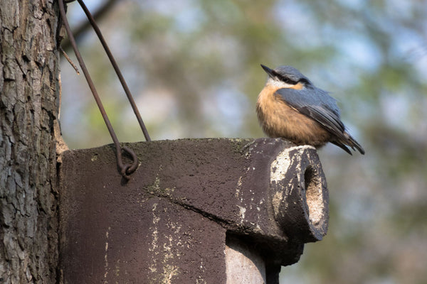Nestkast 3SV van houtbeton met voorgetrokken invlieggat – mezen en spreeuw – foto 3