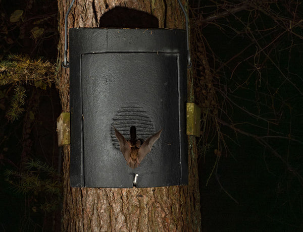 Grote vleermuis- en overwinteringskast 1FW – foto 9