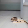 Houten Deurstopper Muis - Decoratief & Functioneel | Wildlife Garden