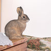 Houten Konijn Beeldje Tuindecoratie - Handgesneden DecoAnimal | Wildlife Garden