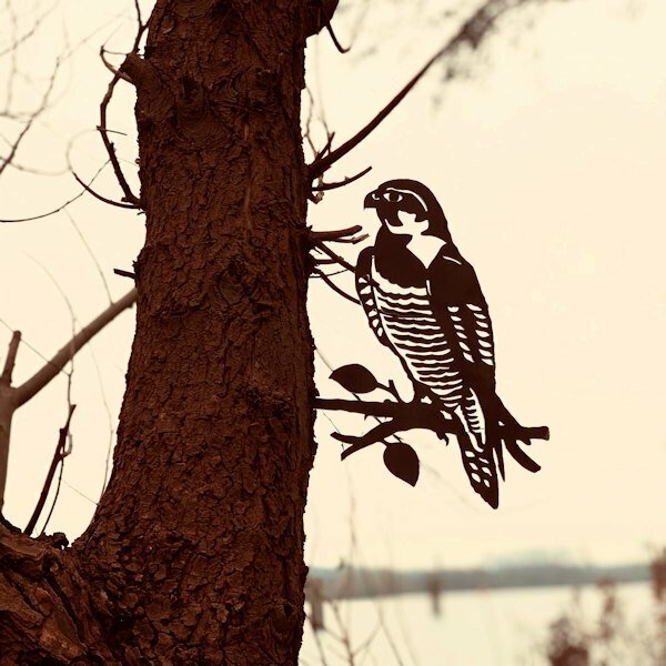 Birdwise - faucon pèlerin