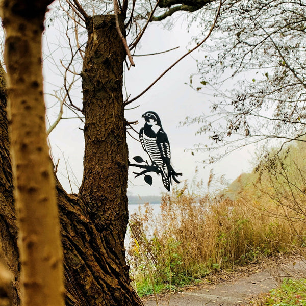 Birdwise - faucon pèlerin