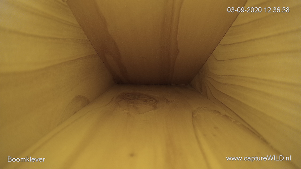 CaptureWILD - Sittelle