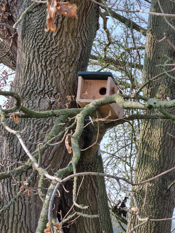 CaptureWILD - Chouette chevêche