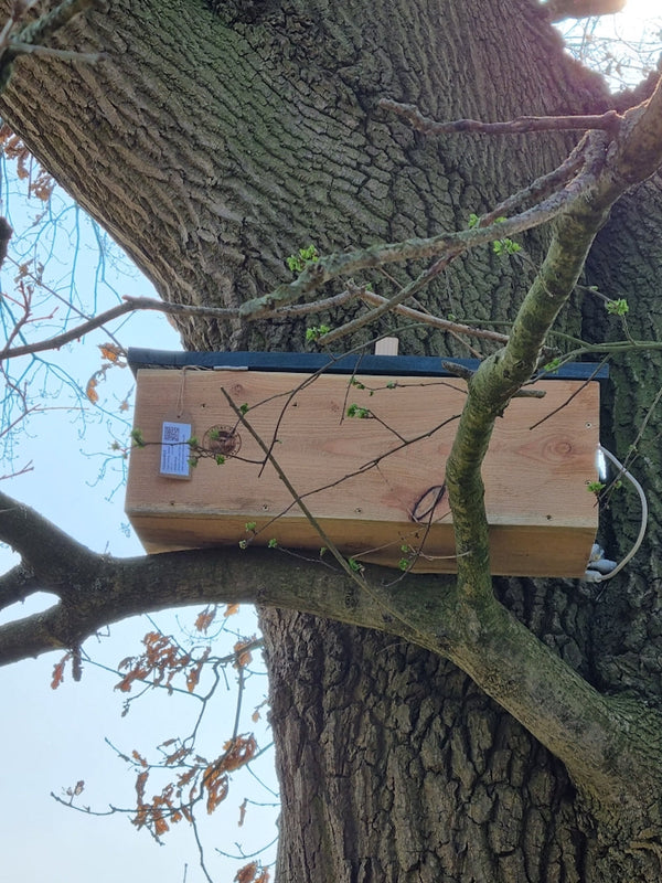 CaptureWILD - Chouette chevêche