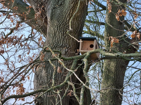 CaptureWILD - Chouette chevêche