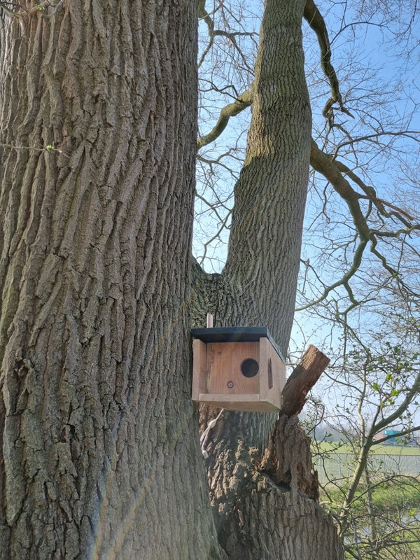 CaptureWILD - Chouette chevêche