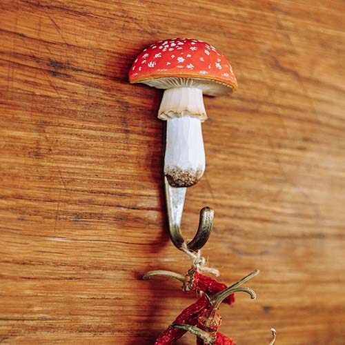 Amanite tue-mouches au crochet