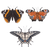 papillons