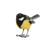 Mésange charbonnière