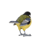 Mésange charbonnière