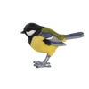 Mésange charbonnière