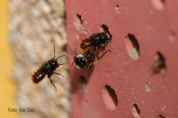 Insectennestwand van leem en riet – wilde bijen – foto 3