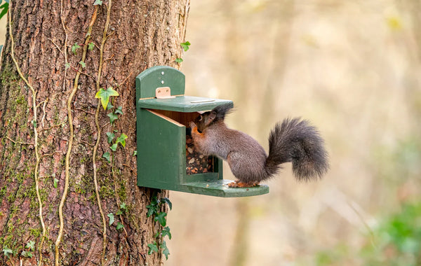 Maison d'alimentation pour écureuils Tofino