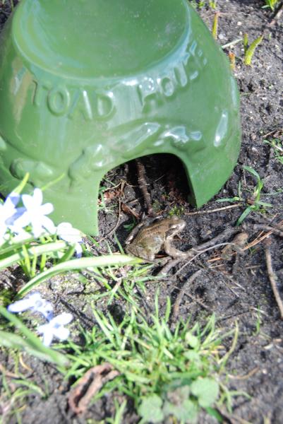 Conception Esschert - Maison de crapaud