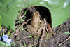 Conception Esschert - Maison de crapaud