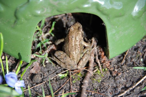 Conception Esschert - Maison de crapaud