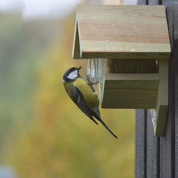 Beurre de cacahuète maison vieux bois