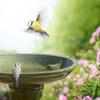 Bain d'oiseau vert à pied