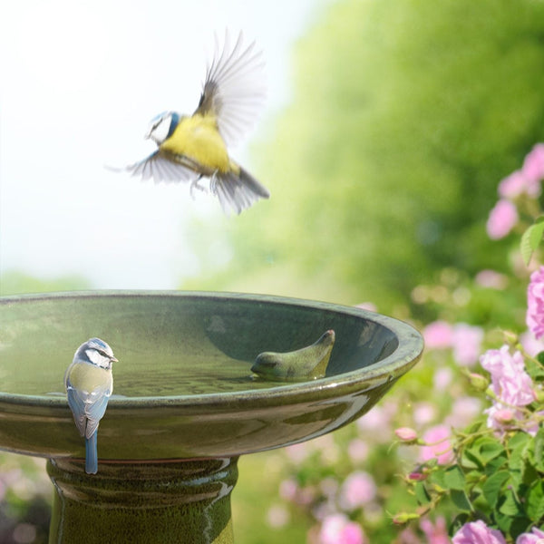 Bain d'oiseau vert à pied