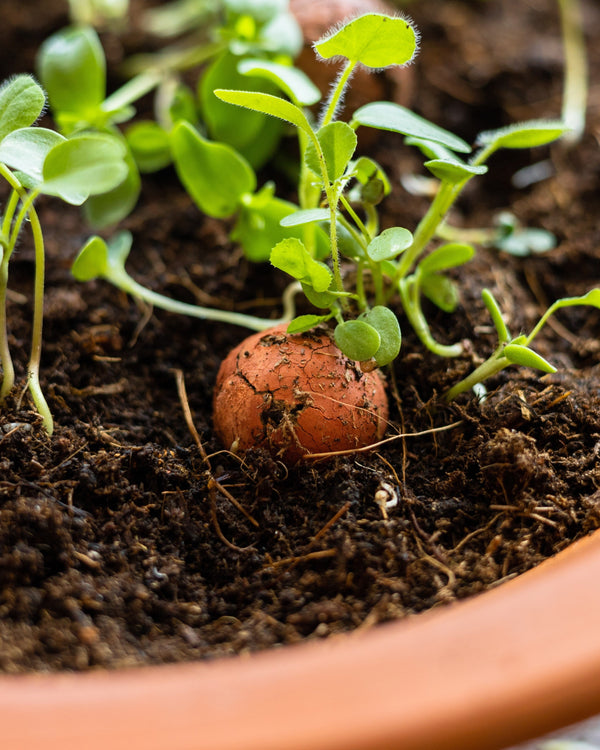 Gift Box Medium met 9 zaadbommetjes - Dank je wel