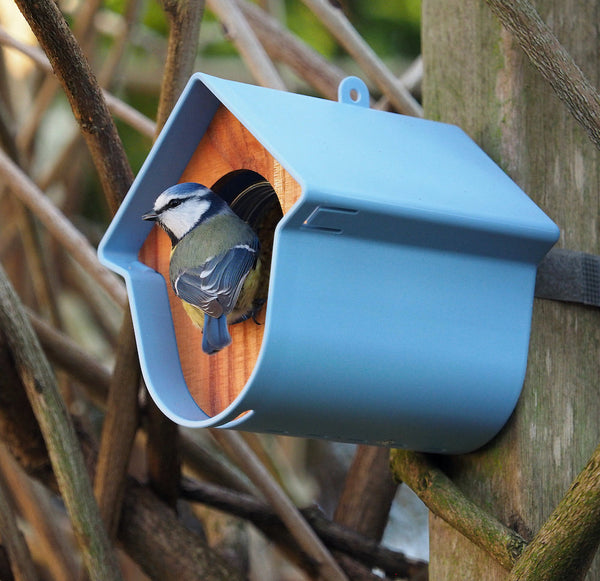 SingingFriend - Porte-pot de beurre de cacahuète Evie - bleu