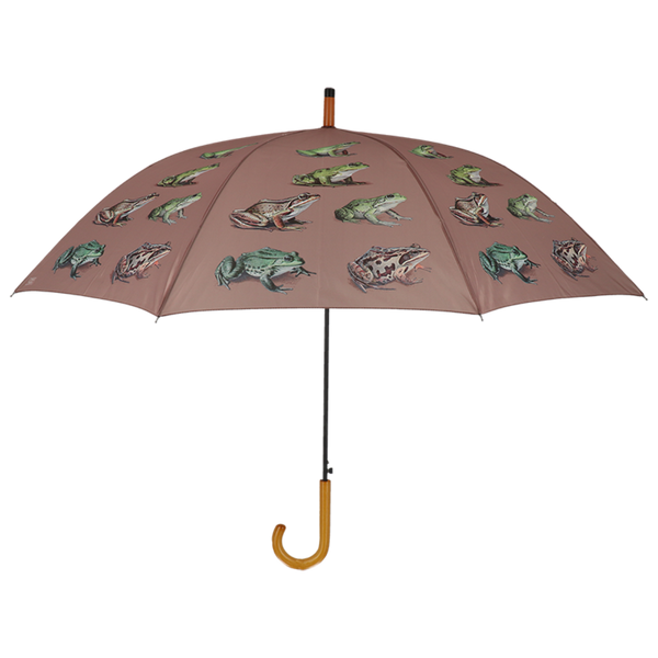 Espèce de grenouille parapluie