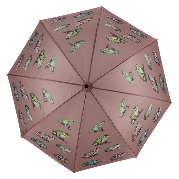 Espèce de grenouille parapluie