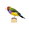 DecoBird - Pinson de Gould