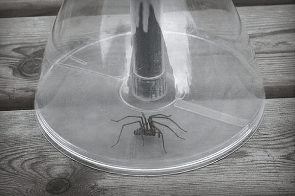 Attrape-araignées Bug Away