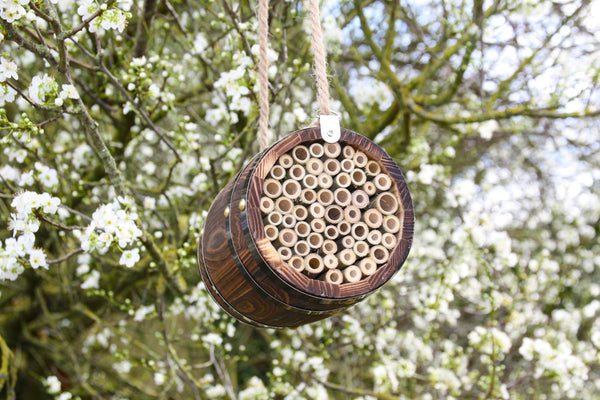 Baril d'abeille pour les abeilles