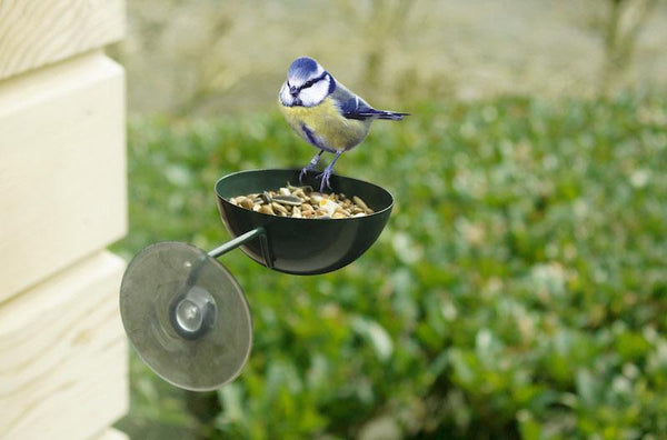 Mangeoire de fenêtre vert foncé