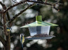 Nourrir Roselin domestique Vert olive