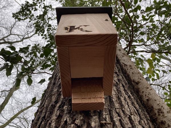 Kooprijk - Chauve-souris