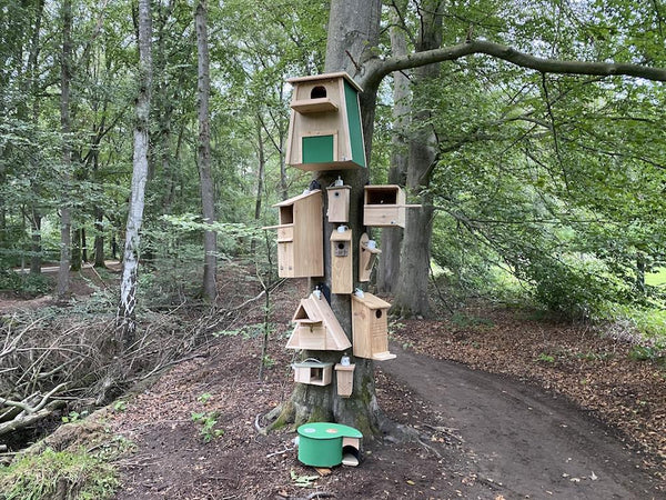 CaptureWILD - Mésange charbonnière