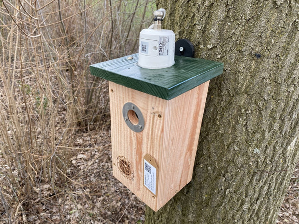 CaptureWILD - Koolmees