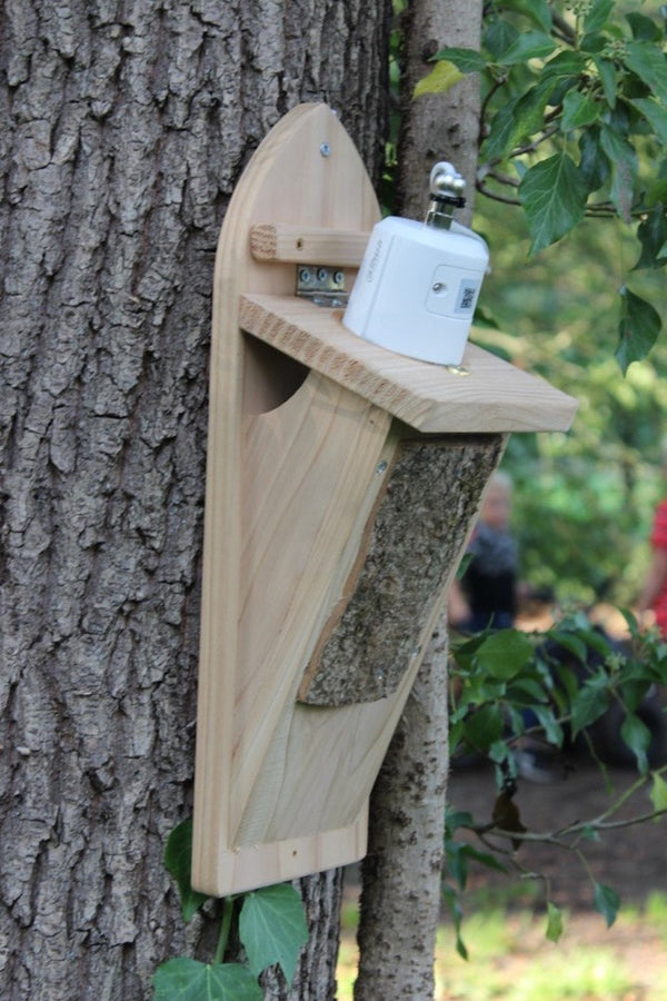 CaptureWILD - Sittelle