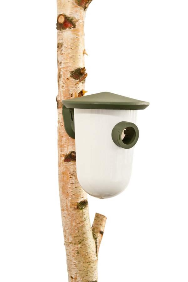 SingingFriend - largeR vert sauvage