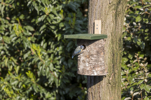 Berken Nestkast 28mm – in de tuin