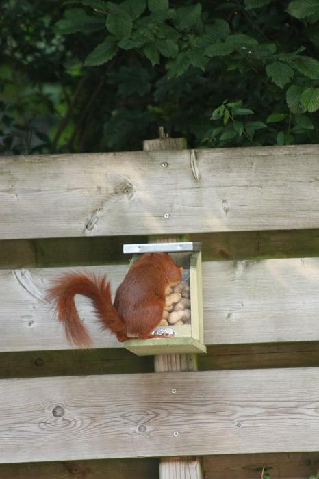 mangeoire pour écureuils