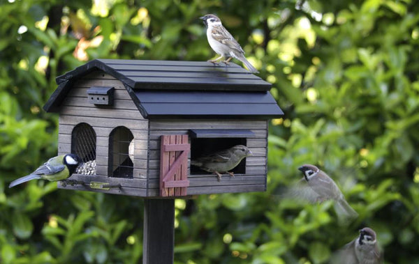 Voederschuur voor Tuinvogels - 4 Voedersoorten | Wildlife Garden