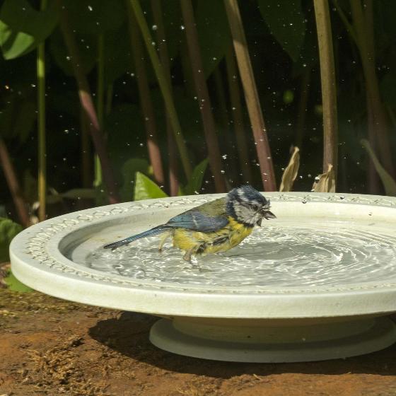 Help vogels koel te worden met een vogelbad