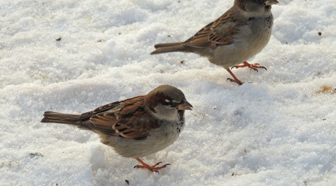 Aidez les oiseaux à passer l'hiver !