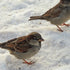 Aidez les oiseaux à passer l'hiver !