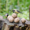 Protection contre les oiseaux - boules de graisse avec insectes 6 pièces (plateau)